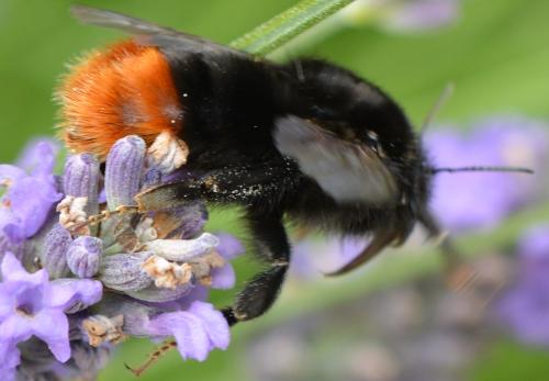 Réf. 307 102 : Bombus lapidarius